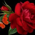 Красная роза и бабочка