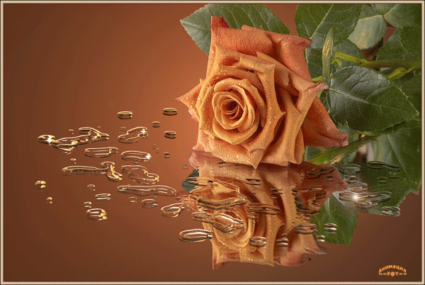 Картинка Чайная роза из коллекции Картинки анимация Цветы