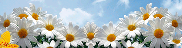 Картинка Нежные ромашки из коллекции Картинки анимация Цветы