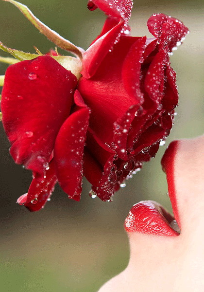 Картинка Красная роза из коллекции Картинки анимация Цветы