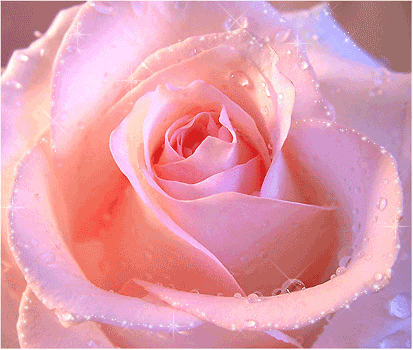 Картинка Роза с капельками росы из коллекции Картинки анимация Цветы