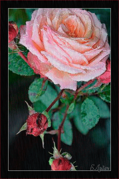Картинка Большая роза из коллекции Картинки анимация Цветы