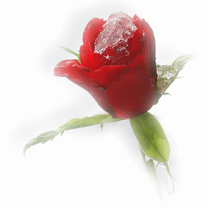 Картинка Красная роза со льдом из коллекции Картинки анимация Цветы