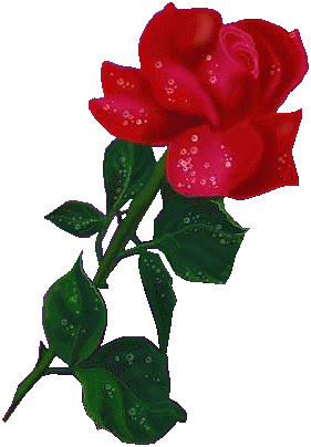 Картинка Красная роза из коллекции Картинки анимация Цветы