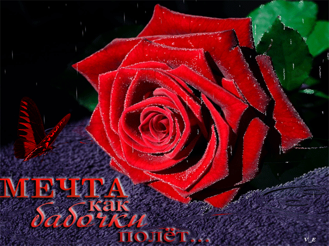 Картинка Шикарная роза и бабочка из коллекции Картинки анимация Цветы