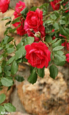 Картинка Садовые розы под дождём из коллекции Картинки анимация Цветы
