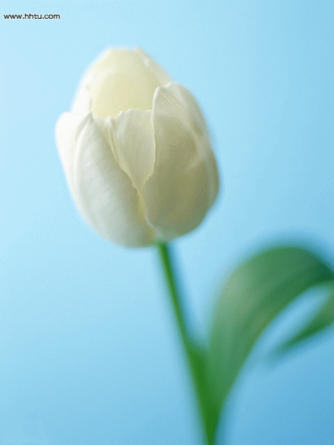 Картинка Тюльпан из коллекции Картинки анимация Цветы