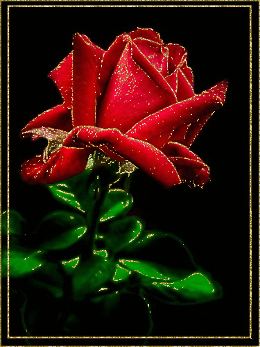 Картинка Блестящая красная роза из коллекции Картинки анимация Цветы