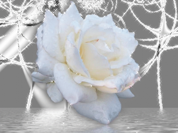 Картинка Белая роза из коллекции Картинки анимация Цветы