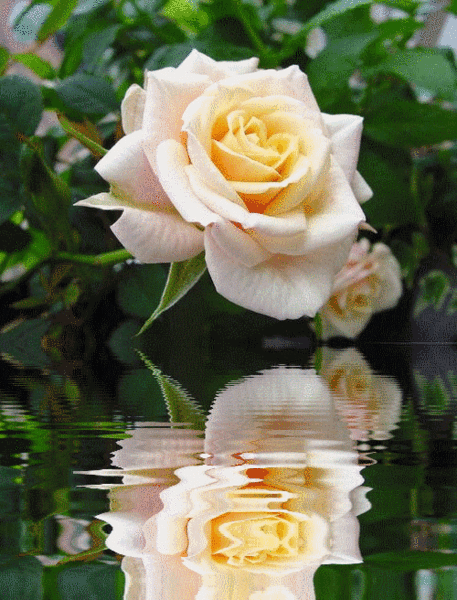 Картинка Белая роза над водой из коллекции Картинки анимация Цветы