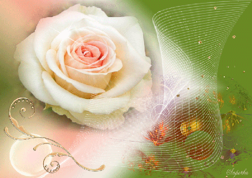 Картинка Роза белая из коллекции Картинки анимация Цветы