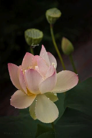 Картинка Чудесный цветок лотоса из коллекции Картинки анимация Цветы