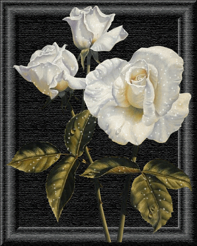 Картинка Три белых розы из коллекции Картинки анимация Цветы