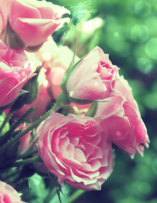 Картинка Розовые розы фото из коллекции Картинки анимация Цветы