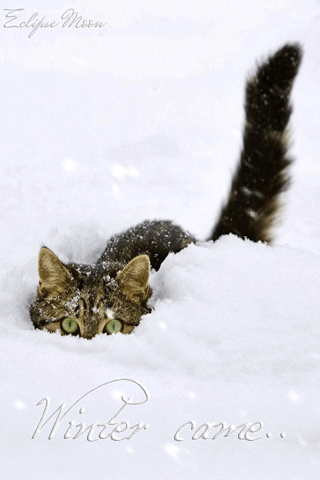 Картинка Кот в сугробе из коллекции Картинки анимация Животные