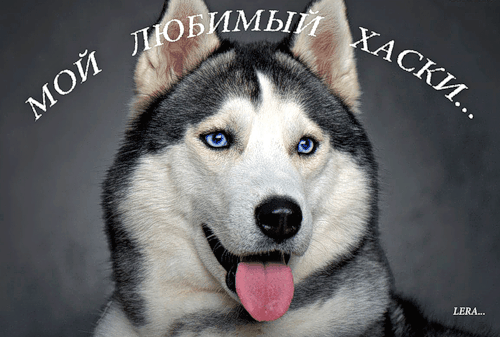 Картинка Сибирский хаски из коллекции Картинки анимация Животные