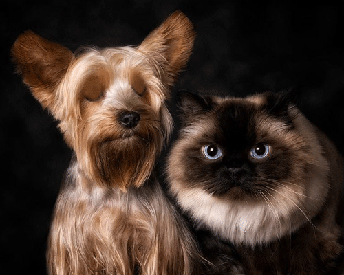 Картинка Кот и собака из коллекции Картинки анимация Животные