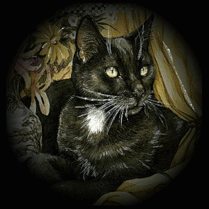 Картинка Черная кошка из коллекции Картинки анимация Животные