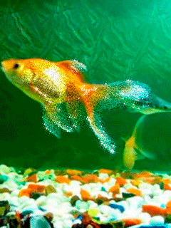 Картинка Золотая рыбка из коллекции Картинки анимация Животные