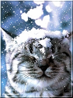 Картинка Зимний кот под снегом из коллекции Картинки анимация Животные