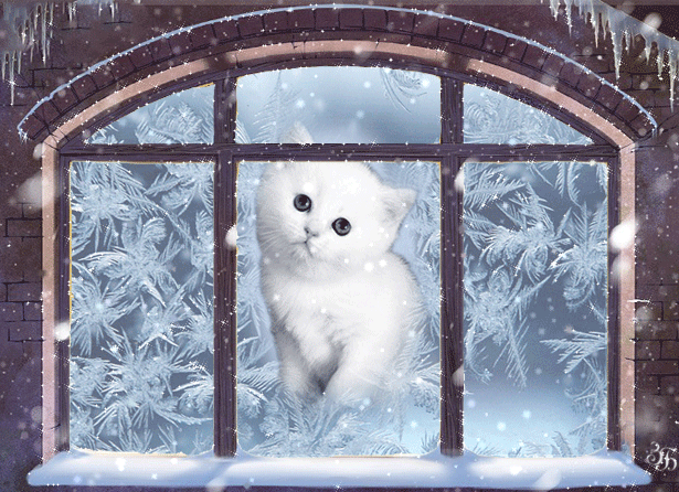 Картинка Котенок за окном из коллекции Картинки анимация Животные