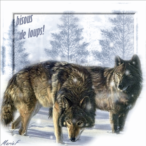 Волки в зимнем лесу.Животные в картинках