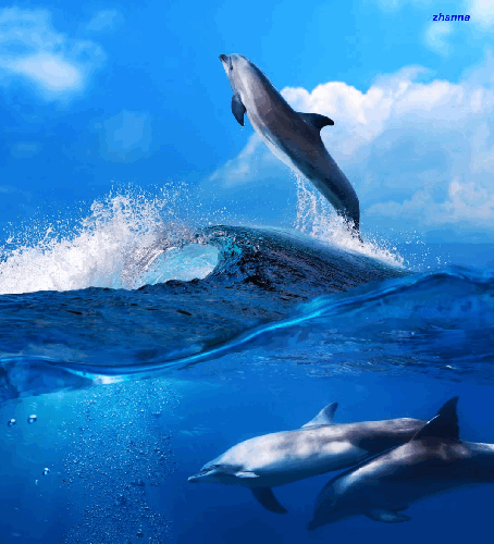 Картинка Дельфины в море из коллекции Картинки анимация Животные