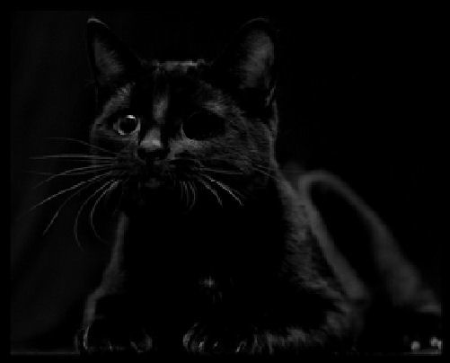 Чёрный котик.Животные
