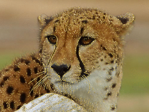 Картинка Леопард фото блестящее из коллекции Картинки анимация Животные