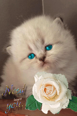 Картинка Чудесный котенок с розой из коллекции Картинки анимация Животные