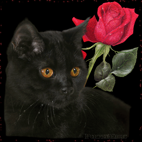 Картинка Черный кот из коллекции Картинки анимация Животные