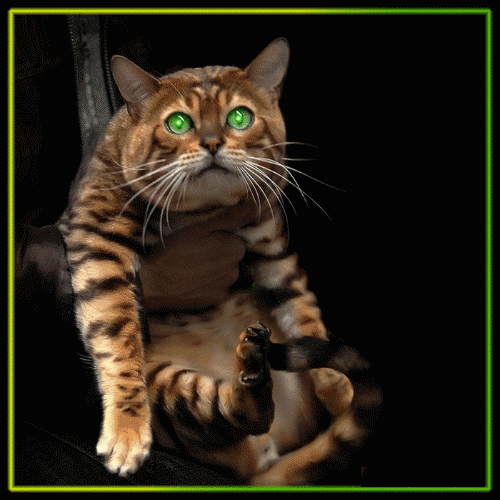 Картинка Бенгальский кот из коллекции Картинки анимация Животные
