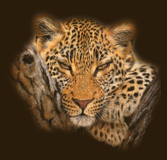 Картинка Леопард картинки из коллекции Картинки анимация Животные