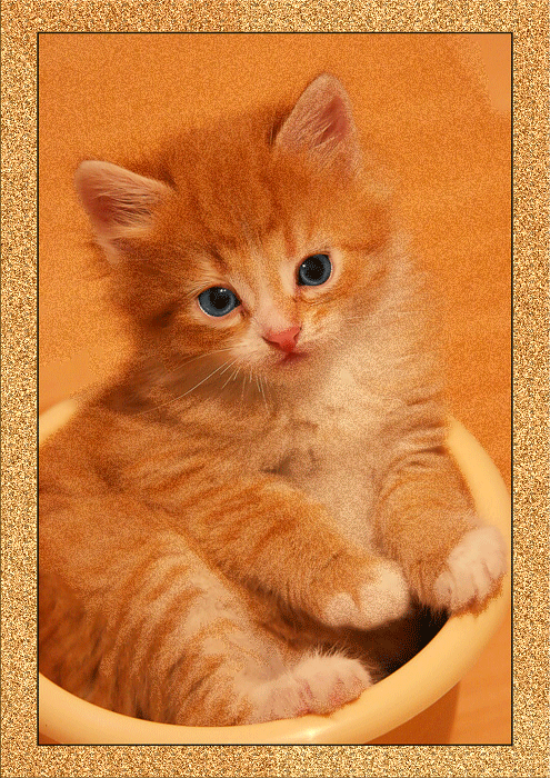 Картинка Рыжий котенок из коллекции Картинки анимация Животные