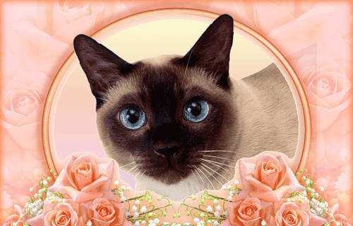 Картинка Сиамская кошка из коллекции Картинки анимация Животные