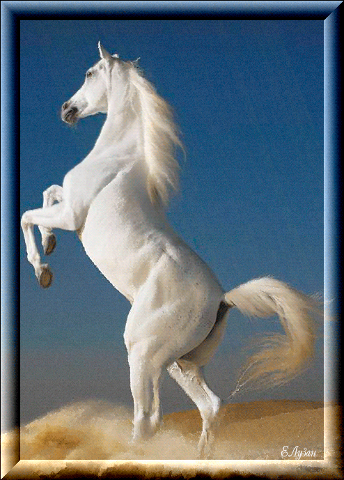 Картинка Белая лошадь из коллекции Картинки анимация Животные