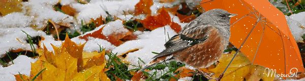 Картинка Воробей картинки из коллекции Картинки анимация Птицы
