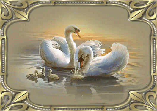 Картинка Лебеди с птенцами из коллекции Картинки анимация Птицы
