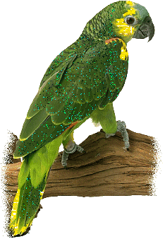 Картинка Зеленый попугай из коллекции Картинки анимация Птицы