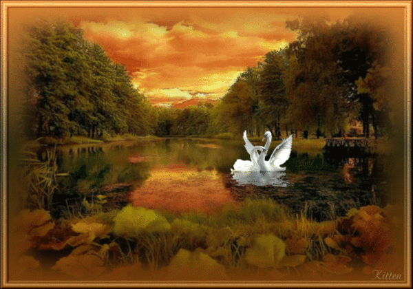 Картинка Лебеди в картинках из коллекции Картинки анимация Птицы