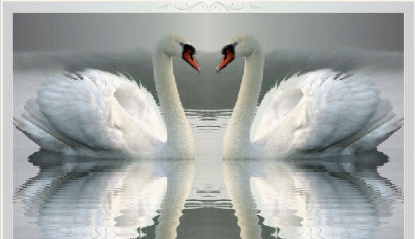 Картинка Два лебедя из коллекции Картинки анимация Птицы