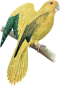 Картинка Желтый попугай из коллекции Картинки анимация Птицы
