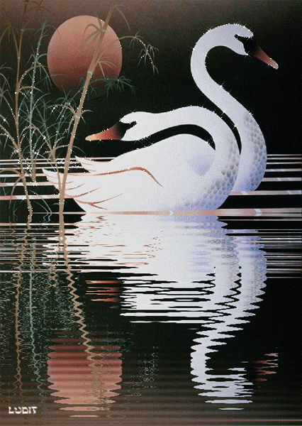 Картинка Белые лебеди из коллекции Картинки анимация Птицы