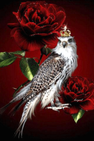 Картинка Королевский сокол из коллекции Картинки анимация Птицы