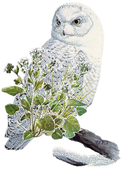 Картинка Белая сова из коллекции Картинки анимация Птицы