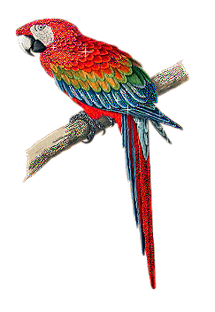 Картинка Попугай Ара из коллекции Картинки анимация Птицы