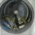 Котёнок в стиральной машине
