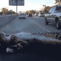 Кот наслаждается ездой в машине