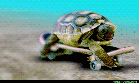 Картинка Прикольная черепаха из коллекции Картинки анимация Юмор и гиф приколы