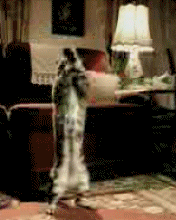 Картинка Кот танцует из коллекции Картинки анимация Юмор и гиф приколы